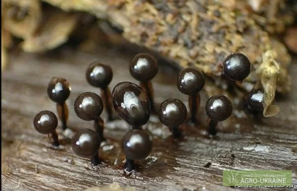 Боверин -биопрепарат против насекомых - вредителей теплиц- фото № 1