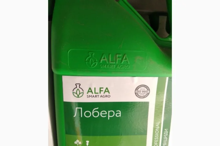 Лобера - захист картоплі- фото № 1