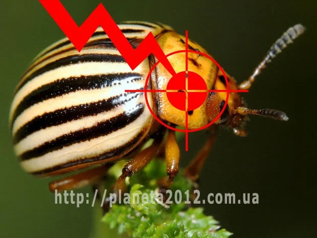 Сезар -новый патентованный биопрепарат против вредителей растений- фото № 1