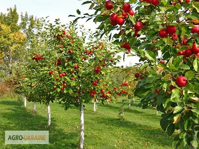 Канонир Дуо ( Оперкот Акро ) имидаклоприд, 300 г/л + лямбда-цигалотрин, 100 г/л- фото № 2