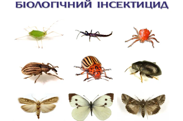 Актарофіт - інсектицид-акарицид контактно-кишкової дії- фото № 4