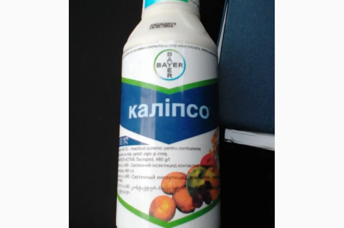 Каліпсо- фото № 1