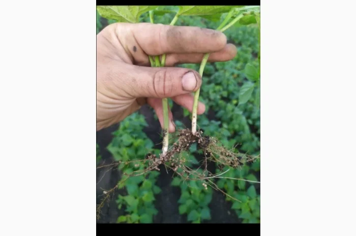 Инокулянт для сои- фото № 1