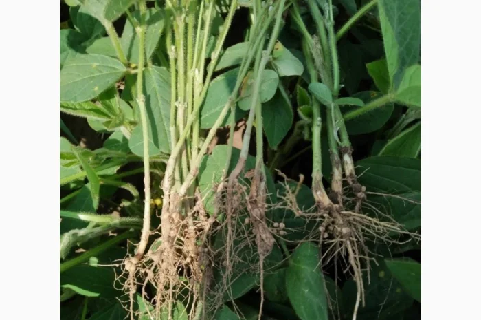 Инокулянт для сои- фото № 2