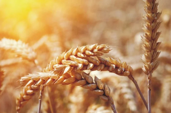 Куплю фунгициды, Куплю гербициды, Куплю инсектициды, куплю инокулянты для сои. Жду предлож- фото № 1