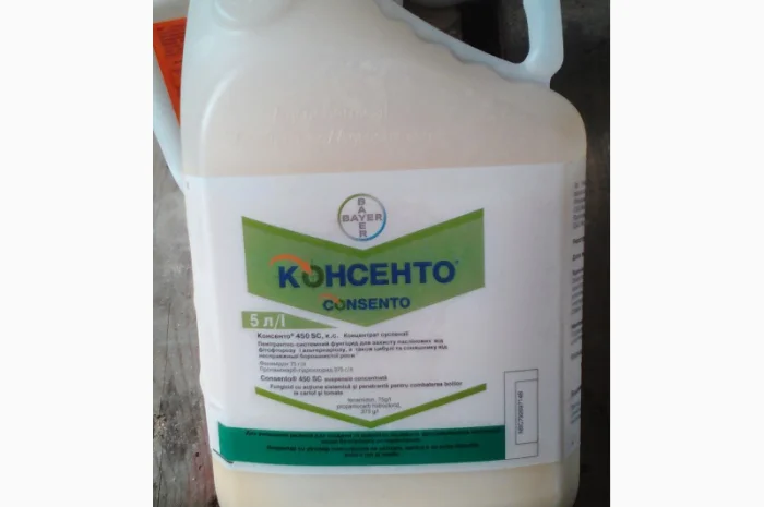 Консенто- фото № 1