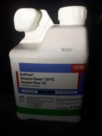 Аканто плюс- фото № 1