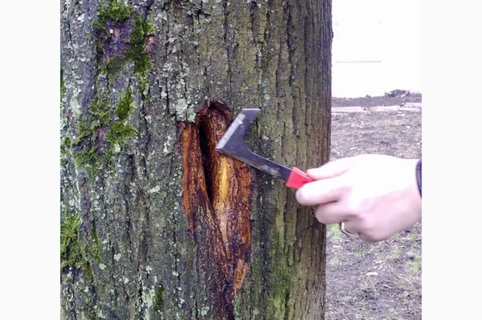 Подготовка участка к зиме:Услуги садовника- фото № 2