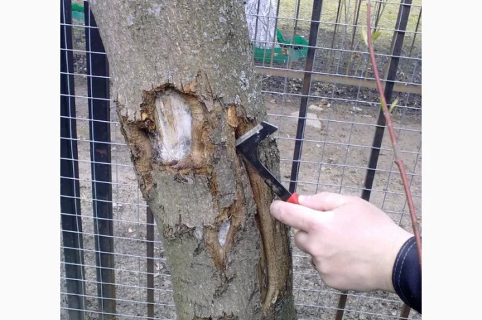 Подготовка участка к зиме:Услуги садовника- фото № 3