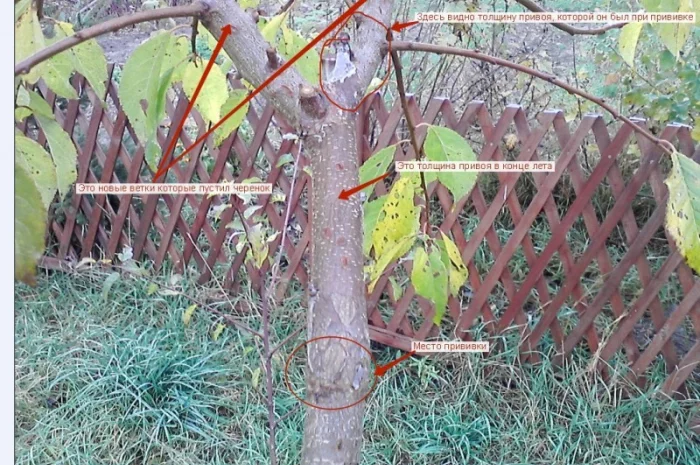 Лента для прививки и окулировки фруктовых деревьев- фото № 4