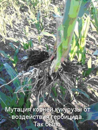 АКМ - стабилизатор для растений от производителя! Эффективно преодолевает стресс- фото № 2