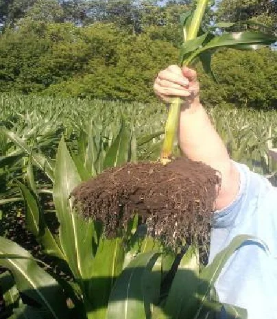 АКМ - стабилизатор для растений от производителя! Эффективно преодолевает стресс- фото № 3