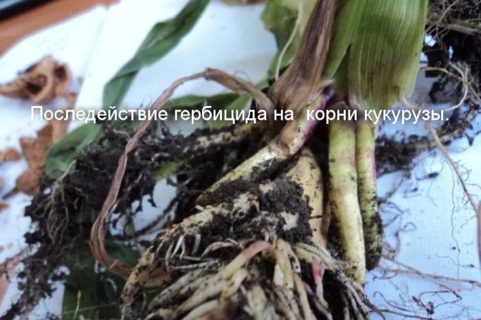 АКМ - стабилизатор для растений от производителя! Эффективно преодолевает стресс- фото № 4