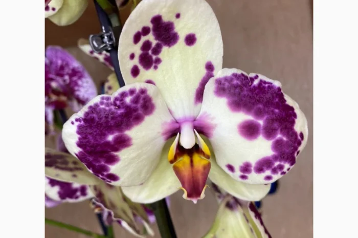 Цитокининовая паста 1.5мл для стимуляции роста растений- фото № 4