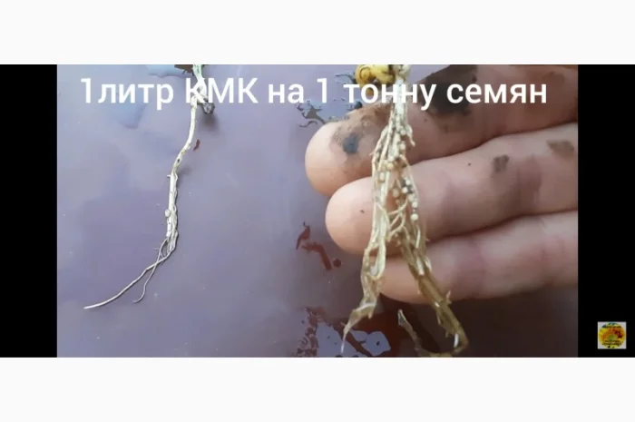 КмК - стимулятор роста, подходит для предпосевной обработки семян любых культур- фото № 1