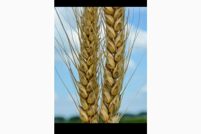 КмК - стимулятор роста, подходит для предпосевной обработки семян любых культур- фото № 2