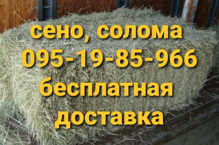 Сено сіно солома для декора, декорации, фотосессии в тюках мешках- фото № 2