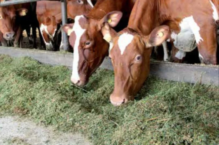 Сено в тюках для лошадей, крс, овец. Есть луговое и люцерна. Доставка бесплатная- фото № 1