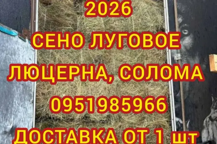Сено в тюках для лошадей, крс, овец. Есть луговое и люцерна. Доставка бесплатная- фото № 1
