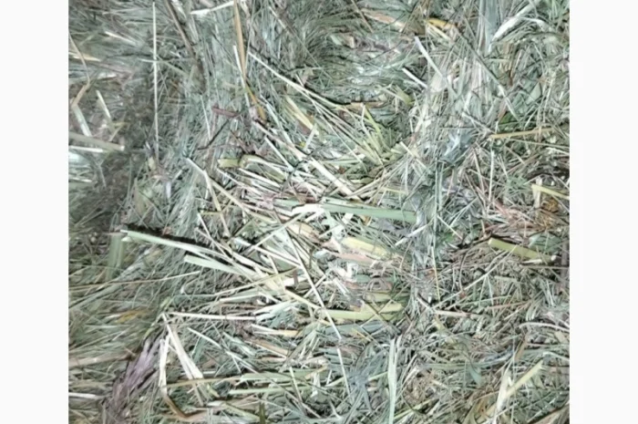 Сіно в тюках лугове, люцерна- фото № 2