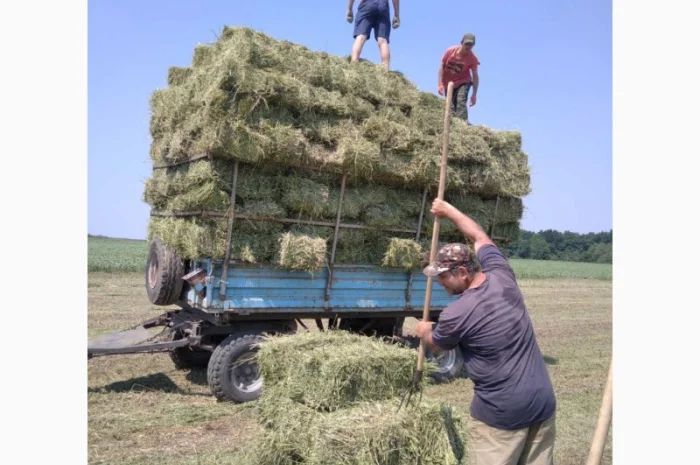Сено луговое, люцерна в тюках- фото № 1