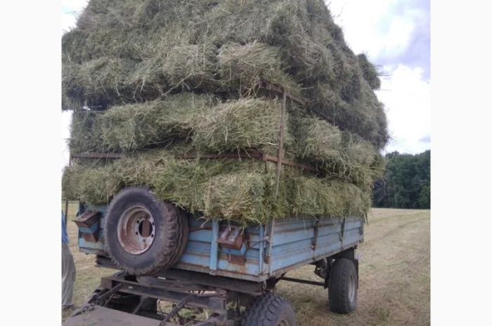 Сено луговое, люцерна в тюках- фото № 2