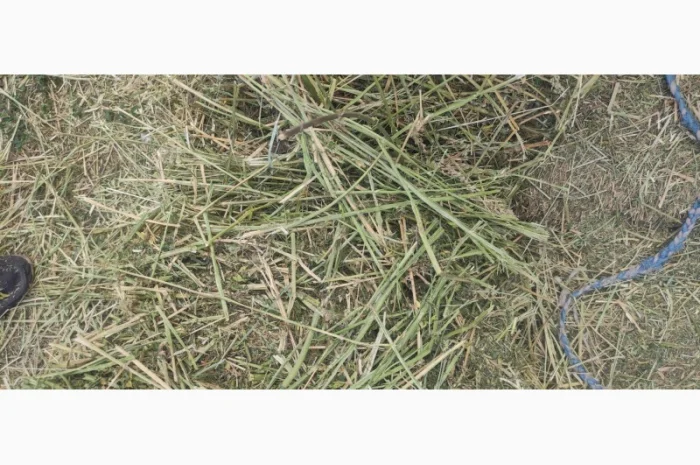 Сено луговое, люцерна в тюках- фото № 3