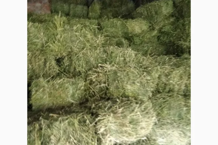 Сено луговое, люцерна в тюках- фото № 4