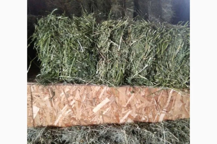 Сено луговое, люцерна в тюках- фото № 5