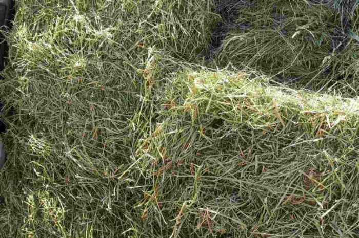 Сено луговое, люцерна в тюках- фото № 7