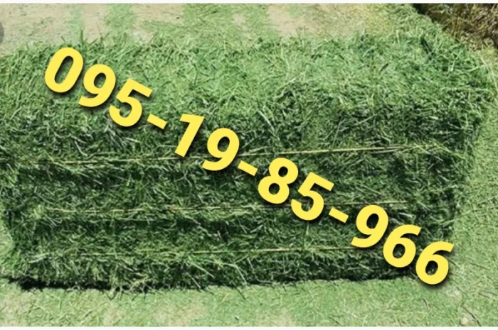 Сено в тюках з безкоштовною доставкою. Відмінна якість- фото № 1