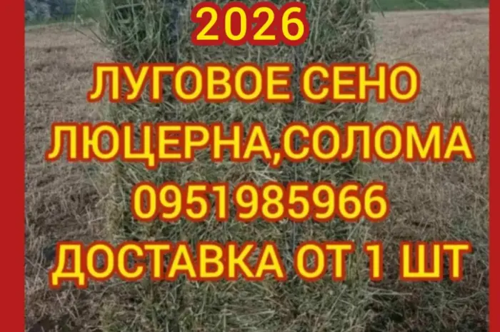 Сено в тюках. Доставка входит в стоимость. Отличное качество- фото № 1