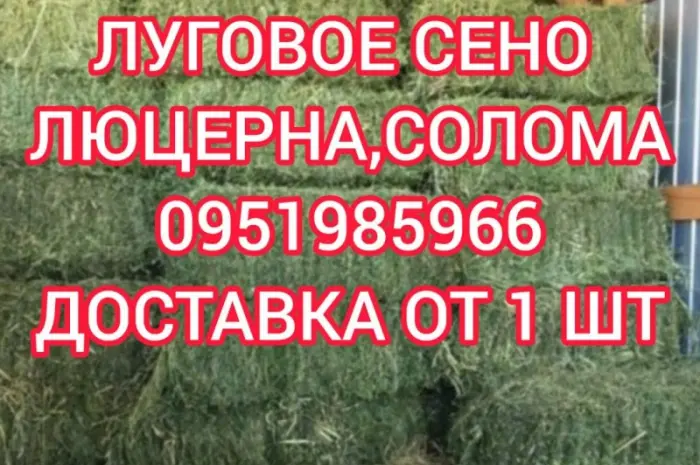 Б.н. розрахунок, великі обсяги, доставка по Україні. Лугове сіно, люцерна, солома- фото № 1