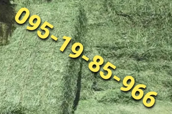 Луговое сено. Люцерна в тюках. Доставка. Б/н- фото № 1