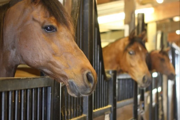 Луговое сено. Люцерна в тюках. Доставка. Б/н- фото № 4