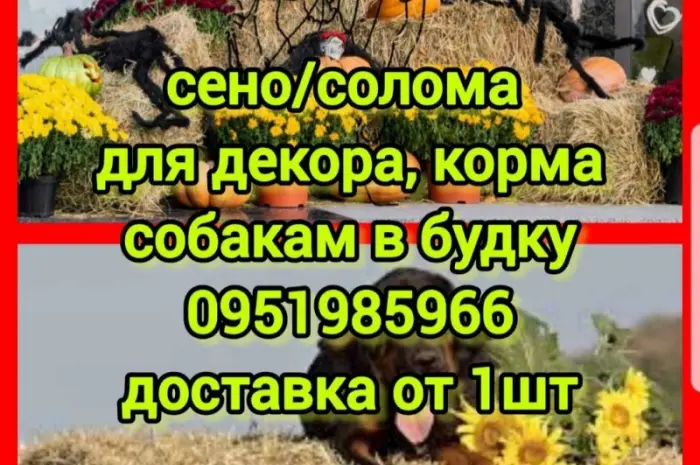 Солома для фотозон декора, сено в тюках для корма, утепления вольера собакам с доставкой- фото № 1