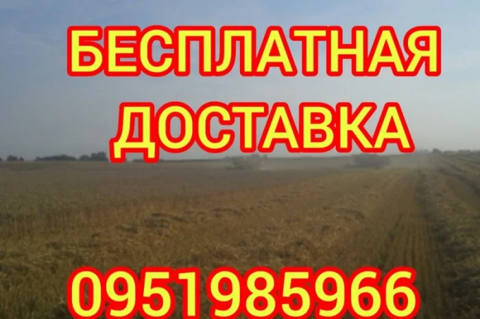 Якісне лугове сіно, люцерна та солома з доставкою- фото № 1