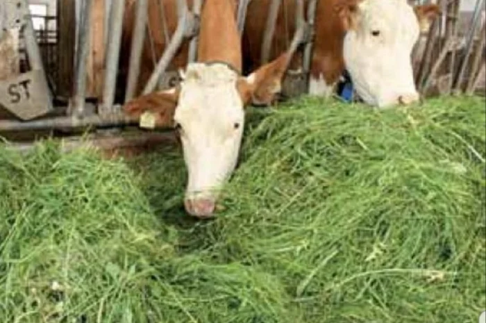 Якісне лугове сіно, люцерна та солома з доставкою- фото № 2