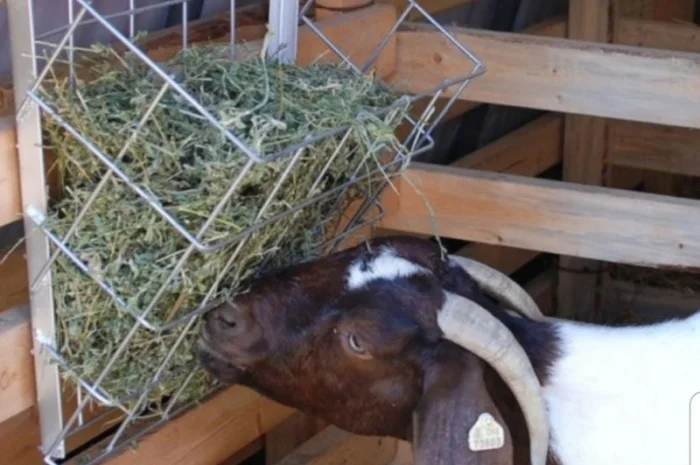 Якісне лугове сіно, люцерна та солома з доставкою- фото № 3