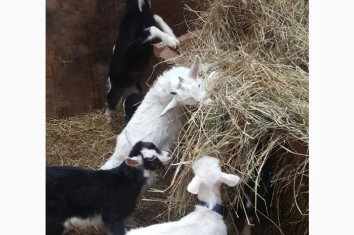 Продам ЛУГОВОЕ сено и ЛЮЦЕРНУ в тюках с доставкой по Украине- фото № 2