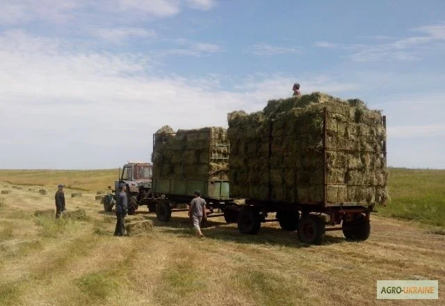 Продам луговое сено и люцерну в тюках. Привоз на дом входит в стоимость- фото № 1