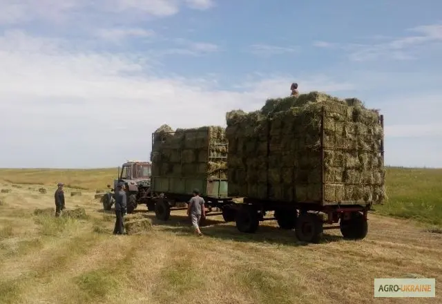 Продам лугове сіно і люцерну в тюках. Привіз на дім входить у вартість- фото № 1