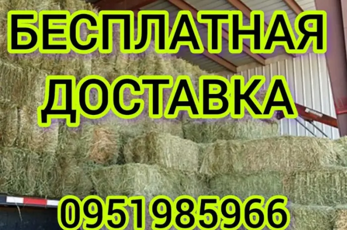 В наявності 300 тонн сіна люцерни. Безкоштовна доставка- фото № 1