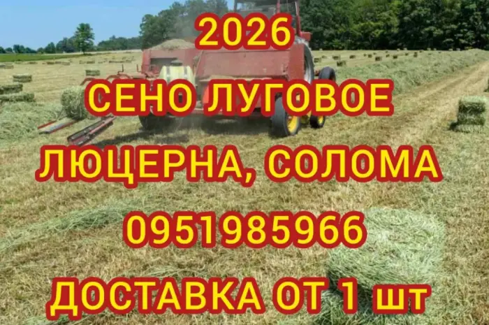 В наявності 300 тонн сіна люцерни. Безкоштовна доставка- фото № 1