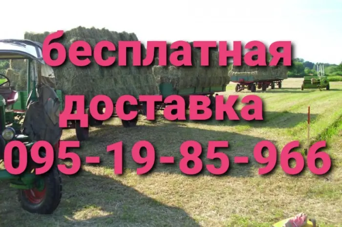 Продам сено люцерны, луговое в тюках. Большой объём. Доставка бесплатная- фото № 1