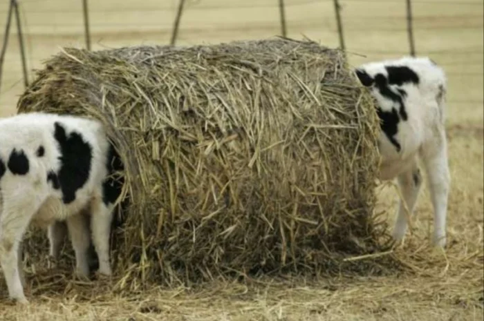 Продам сено люцерны, луговое в тюках. Большой объём. Доставка бесплатная- фото № 2