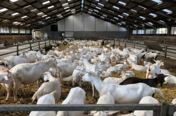 Продам сено люцерны, луговое в тюках. Большой объём. Доставка бесплатная- фото № 3