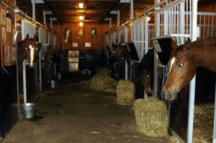 Продам сено люцерны, луговое в тюках. Большой объём. Доставка бесплатная- фото № 4