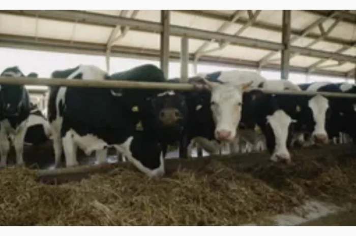 Поштучная и оптовая продажа сена соломы в тюках мешках с доставкой на дом- фото № 1