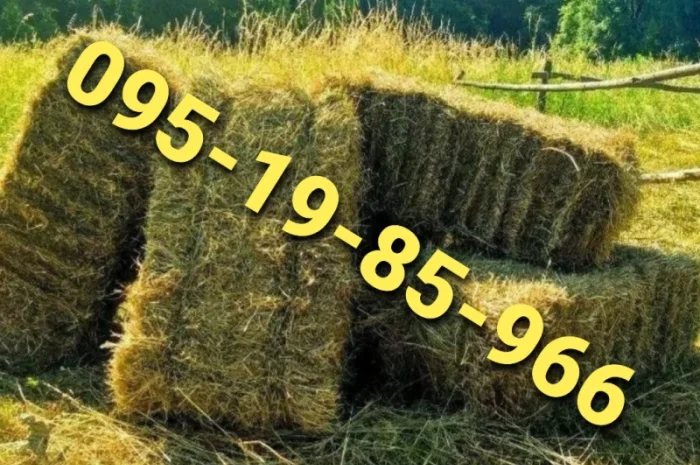 Оптова продажа лугового сіна та люцерни з доставкою- фото № 1